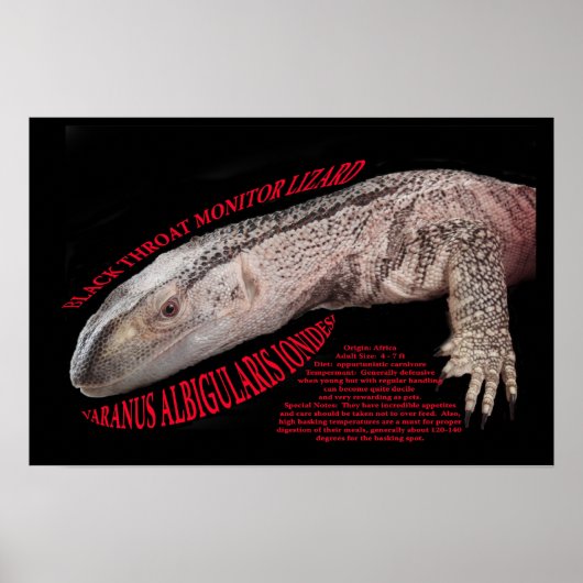 Black Throat Monitor Poster (Voorkant)