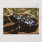Black Toad Briefkaart (Voorkant)
