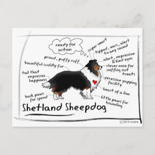 Black tri Sheltie Briefkaart