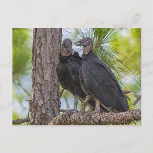 Black Vulture Briefkaart (Voorkant)