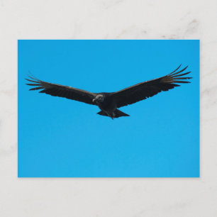 Black Vulture Briefkaart