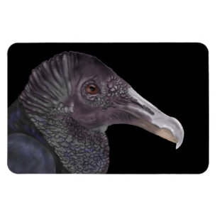 Black Vulture Illustration Magneet