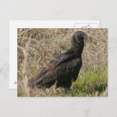 Black Vulture Photo Briefkaart (Voorkant / Achterkant)