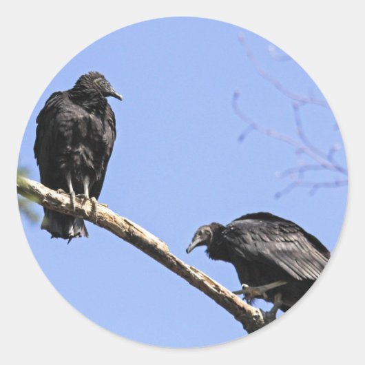 Black Vultures Ronde Sticker (Voorkant)