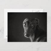 Black whippet briefkaart (Voorkant / Achterkant)