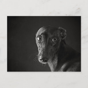 Black whippet briefkaart