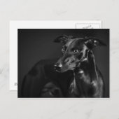 Black whippet briefkaart (Voorkant / Achterkant)