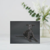 Black whippet briefkaart (Staand voorkant)