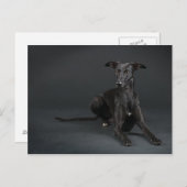 Black whippet briefkaart (Voorkant / Achterkant)