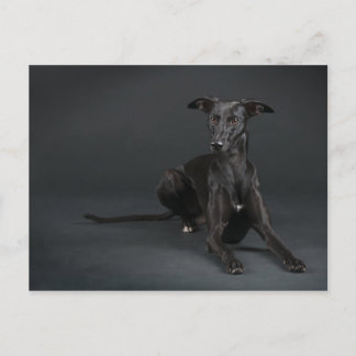 Black whippet briefkaart