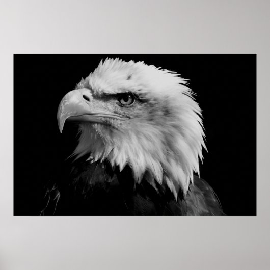 Black & White American Bald Eagl Poster (Voorkant)