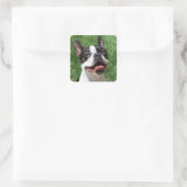 Black & White Boston Terrier Puppy Dog Sticker (Tas)