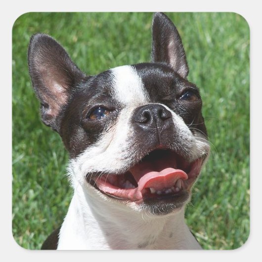 Black & White Boston Terrier Puppy Dog Sticker (Voorkant)