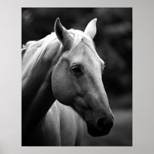 Black White Closeup Horse Poster