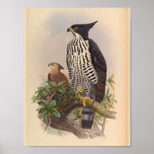Black White Crested Eagle Bird  Art Print