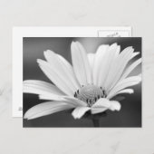 Black White Daisy Zazzle Briefkaarten (Voorkant / Achterkant)