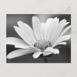 Black White Daisy Zazzle Briefkaarten