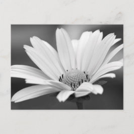 Black White Daisy Zazzle Briefkaarten