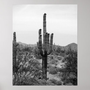 Black & White Desert Cactus 16x20 Poster Imprimer