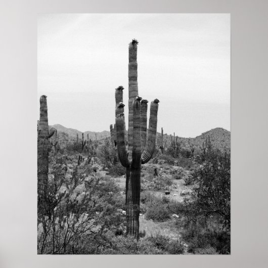 Black & White Desert Cactus 16x20 Poster Imprimer (Devant)