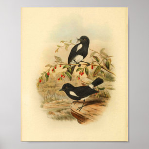 Black White Flycatcher Bird 1884 Print
