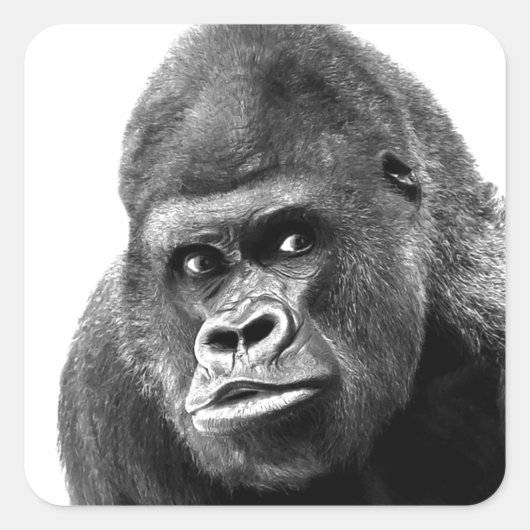 Black White Gorilla Vierkante Sticker (Voorkant)