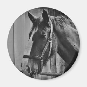 Black White Horse - Animal Photography Art Magneet