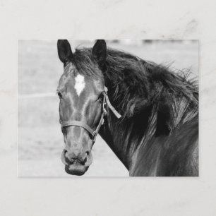 Black White Horse Briefkaart