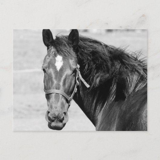 Black White Horse Briefkaart (Voorkant)