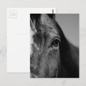 Black White Horse Eye Artwork Briefkaart (Voorkant / Achterkant)