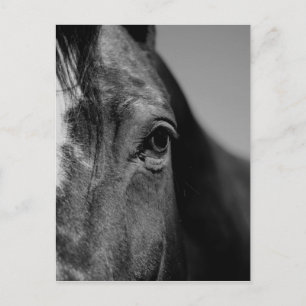 Black White Horse Eye Artwork Briefkaart