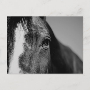 Black White Horse Eye Artwork Briefkaart