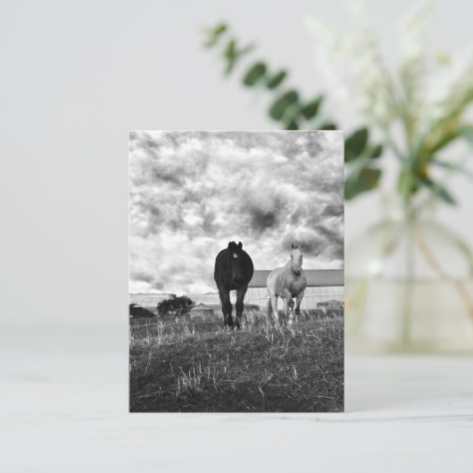 Black White Horse Greeting Photographie, Carte pos (Debout devant)