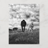Black White Horse Greeting Photographie, Carte pos (Devant)