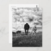 Black White Horse Greeting Photography, Briefkaart (Voorkant / Achterkant)