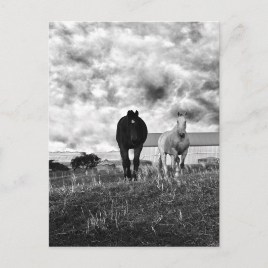 Black White Horse Greeting Photography, Briefkaart (Voorkant)