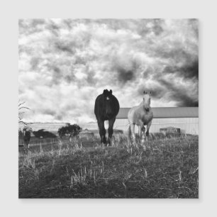 Black White Horse Greeting Photography, Card