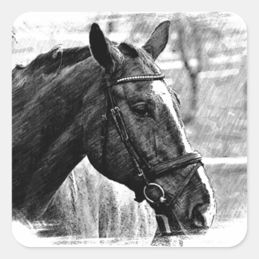 Black White Horse Sketch Vierkante Sticker (Voorkant)