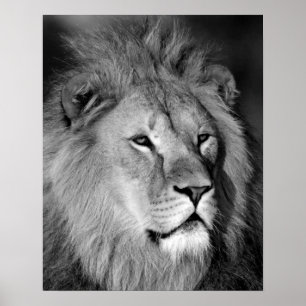 Black White Lion - Animal Photography Art Poster