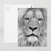 Black White Lion Briefkaart (Voorkant / Achterkant)