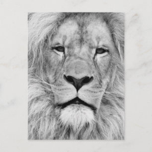 Black White Lion Briefkaart