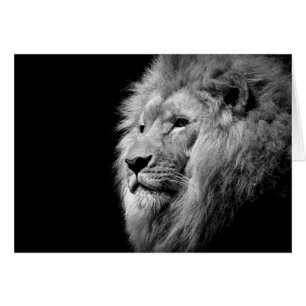 Black White Lion Portret - Dierfotografie