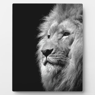 Black White Lion Portret - Dierfotografie Fotoplaat