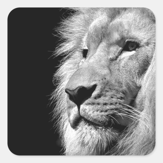 Black White Lion Portret - Dierfotografie Vierkante Sticker (Voorkant)
