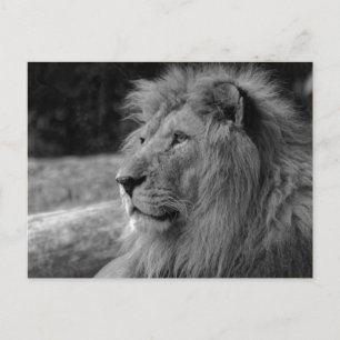 Black & White Lion the King - Dierenfotografie Briefkaart