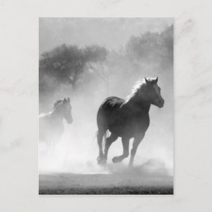 Black White Running Horses Freedom Briefkaart