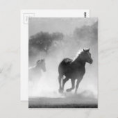Black White Running Horses Vrijheid Briefkaart (Voorkant / Achterkant)
