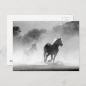 Black White Running Horses Vrijheid Briefkaart (Voorkant / Achterkant)