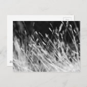 Black & White Tall Grass Briefkaart (Voorkant / Achterkant)