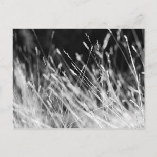 Black & White Tall Grass Briefkaart
